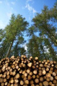 Make Woodlot Management a Career Image
